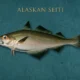 alaskan seiti